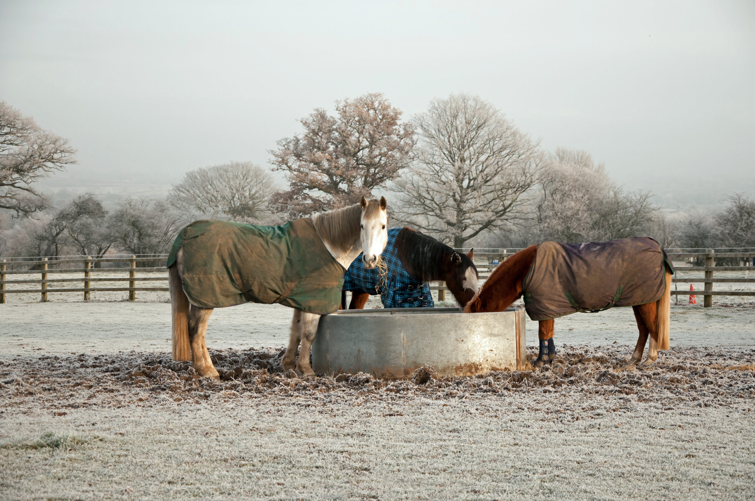 A community of horses enjoying hay together on a cold wintery day